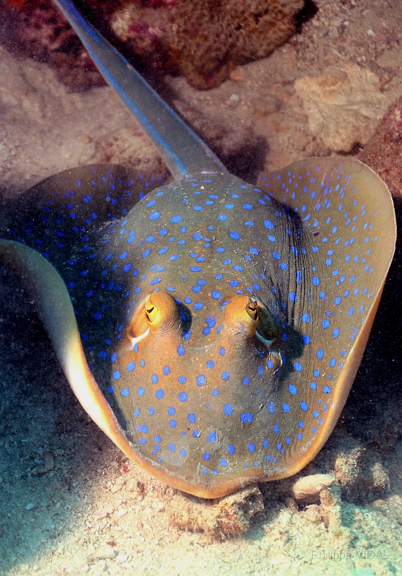 Sipadan_2015_Raie pastenague a taches bleues_Taeniura lymna_IMG_2793_rc.jpg